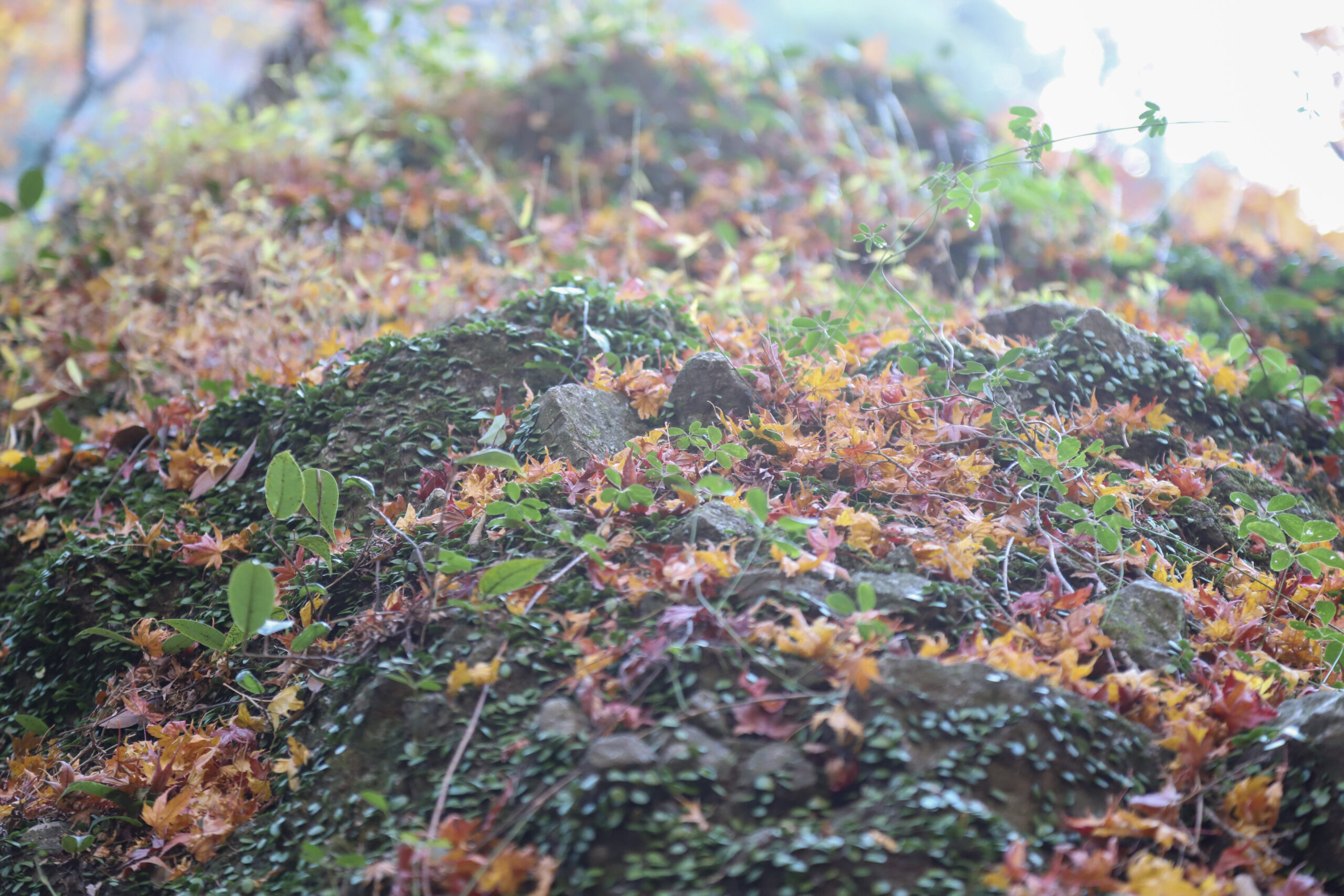 21-IMG_5213_moss-rock-alpine-nature